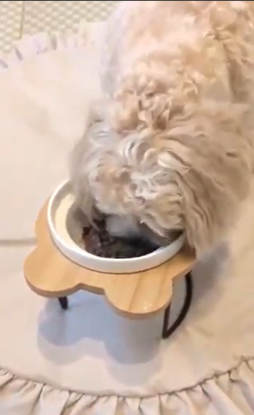 食事中のコロンちゃん